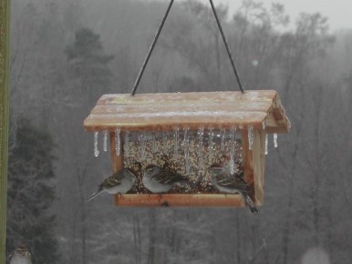bird-feeder1