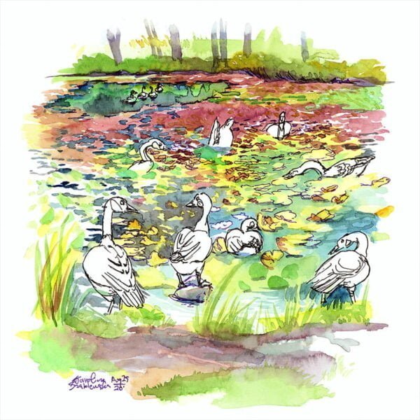 Canada Geese at Botanical Garden urban sketch watercolor painting by karolina szablewska